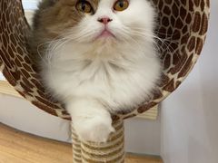 -COLOR PETS 撸猫馆·购猫·猫咖(长风大悦城店)