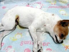 -瑞派申生动物医院·24H夜诊·国际动物医疗中心·骨外科(吴中路店)