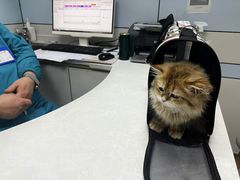 -中农国际动物医院24小时·猫科·骨科·急重症中心