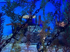 -上海海洋水族馆