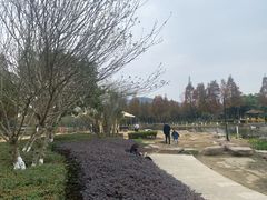 -河泥荡文化公园