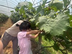 -马陆小张葡萄园农家乐