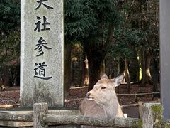 -奈良公园
