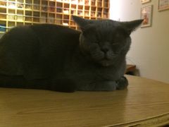 -猫咖时代(中山亭店)