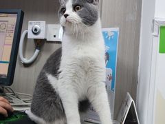 -宠物星动物医院·眼科·异宠·猫科(江南大道总院)