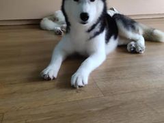 -Husky Go! 哈士奇体验馆·宠物咖啡厅狗咖