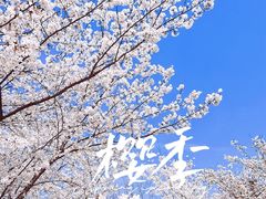 -高东镇樱花园