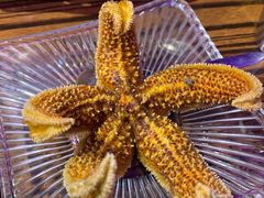 海星-蚝堡海鲜·威海菜·海肠捞饭·烧烤·亚洲吃蚝公司(幸福门店)