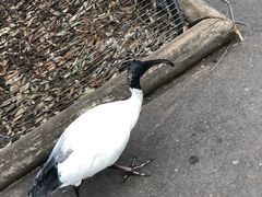 -费瑟代尔野生动物园