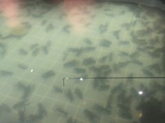 -虾胡闹龙虾馆(湄南河店)