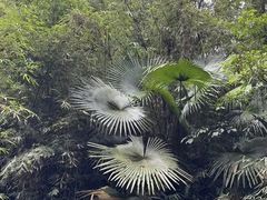 -海南热带雨林国家公园吊罗山景区