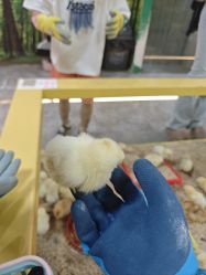 -神奇动物撸宠馆·羊驼·小浣熊·异宠(豫园店)