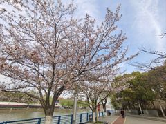 -高东镇樱花园