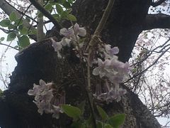 -古塔公园