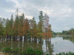 -白鹭湾湿地公园