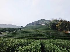 -龙井壹号·茶缘山景宴(龙井村店)