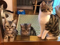 -猫大福·Fortune Cat猫舍(百子湾店)