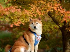 -花开海上生态园