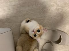 -东方名猫馆·英短金渐层布偶猫舍(环线广场1号楼店)