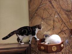 -more than meow吴止猫主题餐厅(承德 中船汇店)