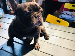 -more than meow吴止猫主题餐厅(承德 中船汇店)