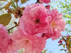 -长白岛森林公园