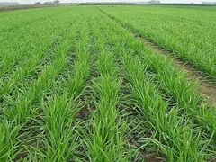 -春熙台韩国料理·章鱼肥牛(西丽店)