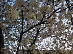 -高东镇樱花园