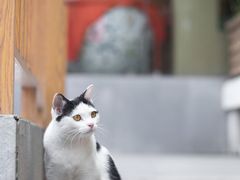 -龙华寺