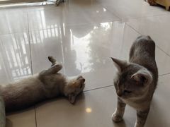 -平行世界·猫咖(首经贸店)