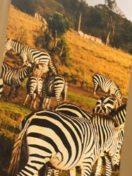 -卡通尼·Safari非洲探索乐园·生日会(金桥国际商业广场店)