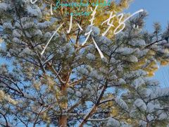 -北极村旅游风景区