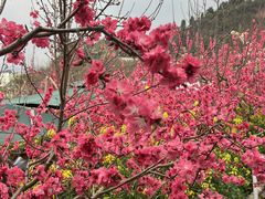 -桃源山庄·水蜜桃采摘·柴火鸡·烧烤团建(龙泉山店)