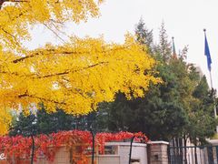 -三里屯东五街银杏大道