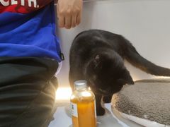 -COLOR PETS 撸猫馆·购猫·猫咖(长风大悦城店)