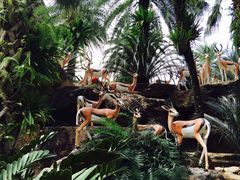 -东芭乐园