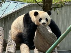 -卧龙中华大熊猫苑神树坪基地