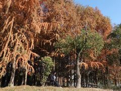 -上海长兴岛郊野公园