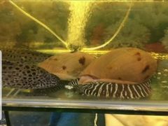 -怡园酒家(陈政路店)