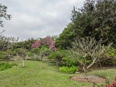 -中国科学院西双版纳热带植物园