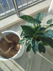 -HEYAN荷妍专业脱毛连锁机构