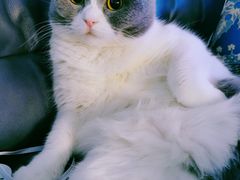 -北京观赏动物医院·24小时大型综合·猫专科·异宠专科