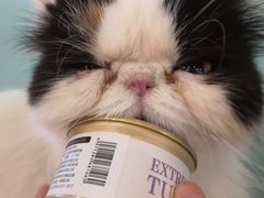 -猫小院猫主题餐厅(三里屯店)