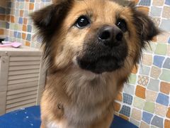 -宠颐生猫科·内科皮肤科(西平世纪城店)