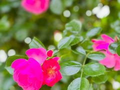 -广富林郊野公园