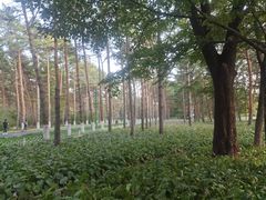 -黑龙江省森林植物园