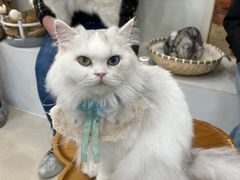 -共舞时光猫咖·狗咖(新街口店)