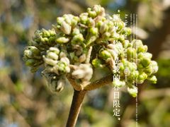 -径山花海