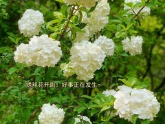 -上海滨江森林公园