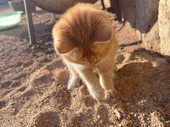 -张金涛熏鸡(人民南路店)